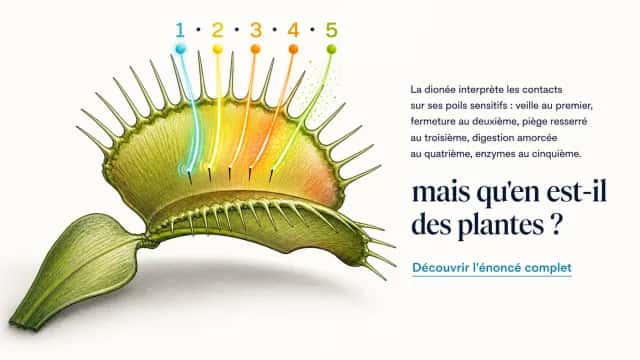 Une plante qui compte jusqu'à 5 : Fibonacci | Tangente
