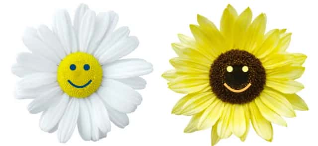 It doesn't take much to be happy