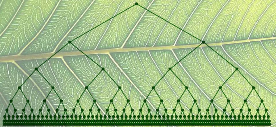 L'arbre dyadique