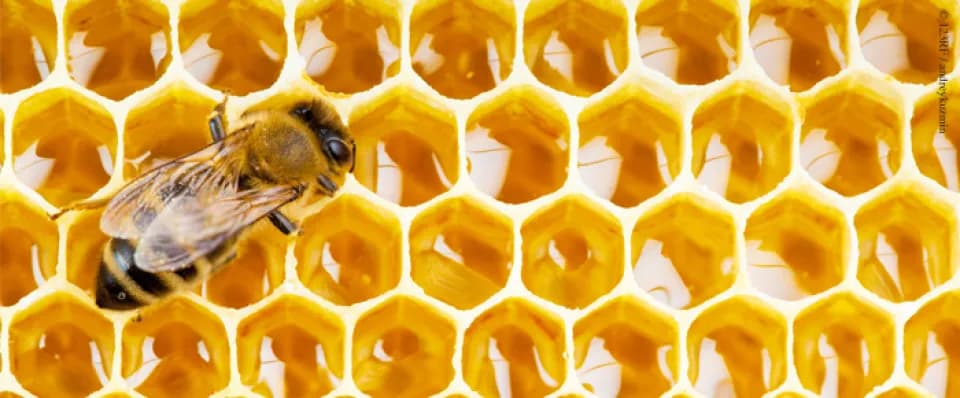 Les abeilles économes