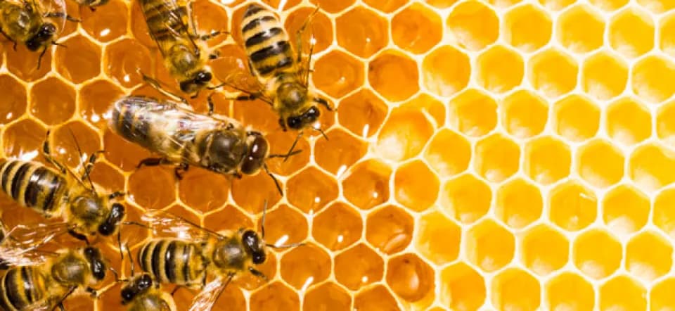 The geometry of honeycomb cells