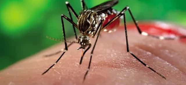Ross's model: explaining the spread of malaria
